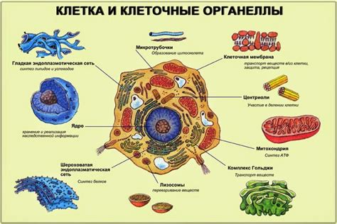 Роль органоидов одной мембраны в метаболизме