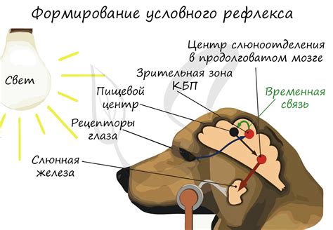 Роль ориентировочного рефлекса в поведении человека