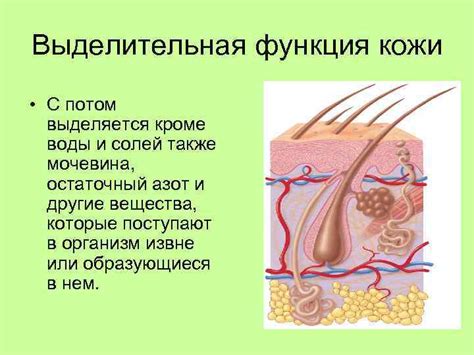 Роль осмоляльности в поддержании гомеостаза организма