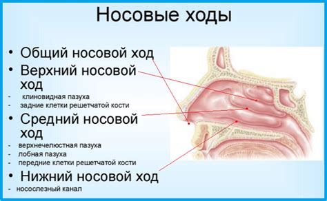 Роль основной пазухи воздушной в организме человека