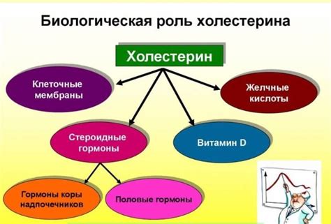 Роль палочек грамм положительных в организме