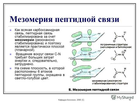 Роль пептидной связи в биохимии