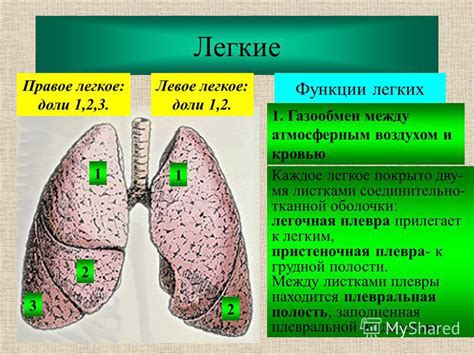 Роль периферических отделов легких в дыхании