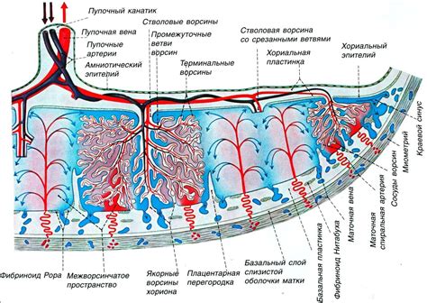 Роль плаценты в развитии плода