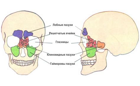 Роль пневматизированных придаточных пазух носа в организме