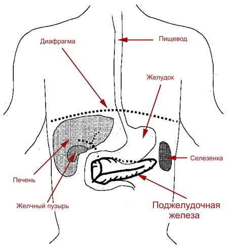 Роль поджелудочной железы в организме