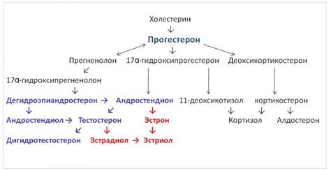 Роль половых гормонов в железосвязывающей способности