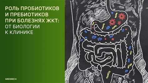 Роль пробиотиков в нормализации пищеварения