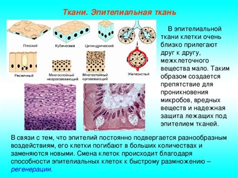 Роль пролиферации призматического эпителия в регенерации тканей и ранозаживлении