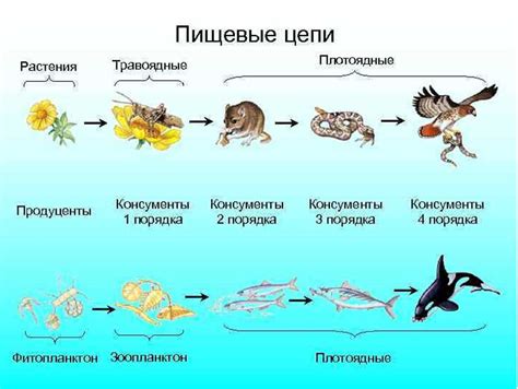 Роль птичьего мяса в поддержании энергетического баланса в период ночного отдыха