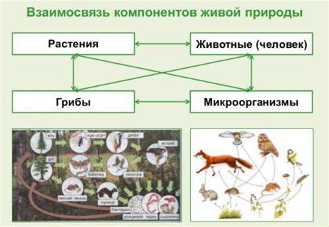 Роль растений в экосистеме