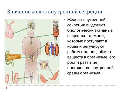 Роль регуляции секреции в организме человека