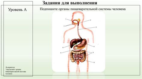 Роль ростральной части в пищеварении