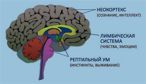 Роль связанных с ушами мозговых структур