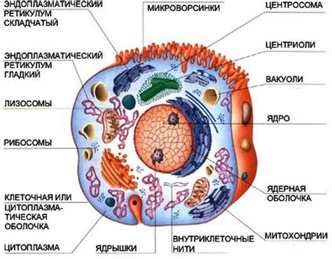 Роль сегментарного строения в организме