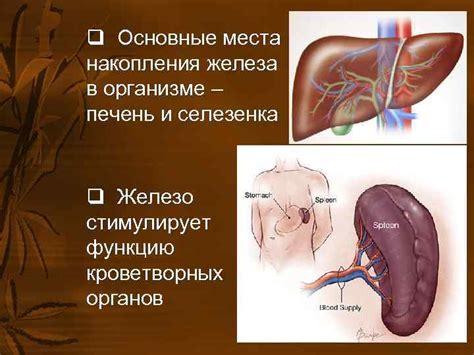 Роль селезенки в организме человека