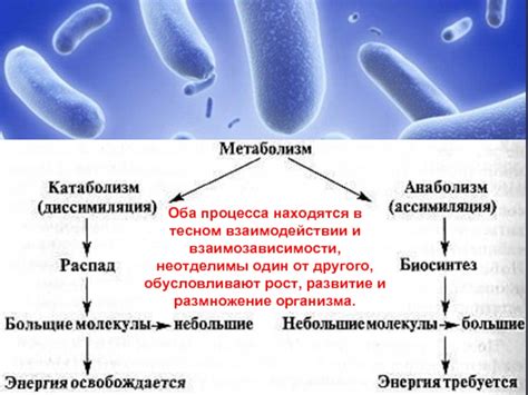 Роль сенной палочки в организме человека