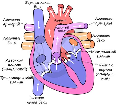 Роль сердца в формировании судьбы человека