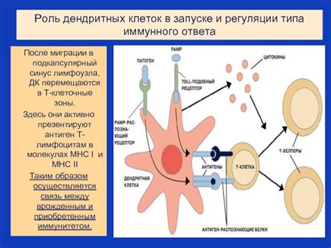 Роль синтезируемых клеток в науке и исследованиях