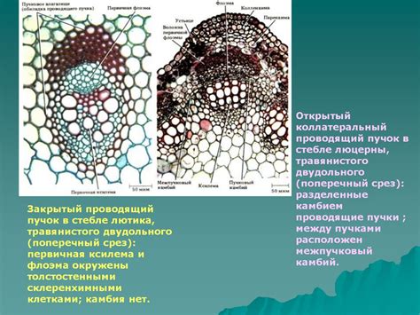 Роль ситовидных трубок в ткани растений: