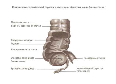 Роль слепой, подвздошной и прямой кишки в процессе пищеварения