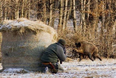 Роль сновидений в охоте на дикого кабана и их применение