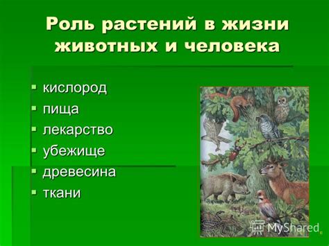 Роль снов о мощных животных в предвещании перемен