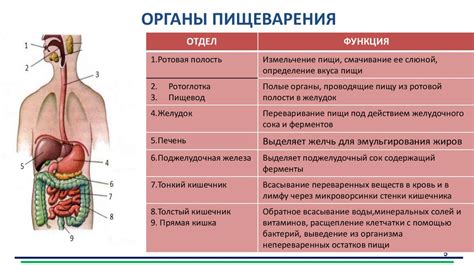 Роль соли в процессе пищеварения