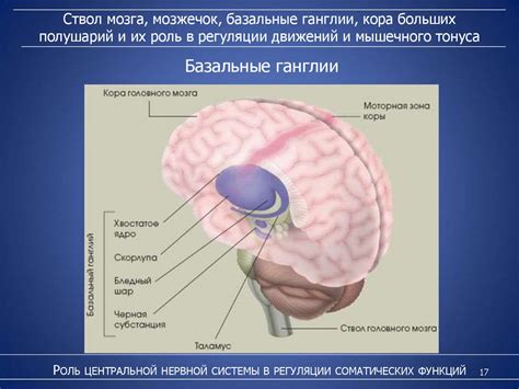 Роль соматической нервной системы в организме