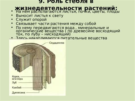 Роль стебля в жизнедеятельности растения