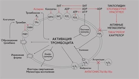 Роль тромбоцитов в процессе агрегации