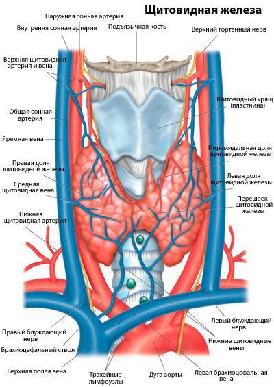 Роль узла щитовидной железы в кровоснабжении