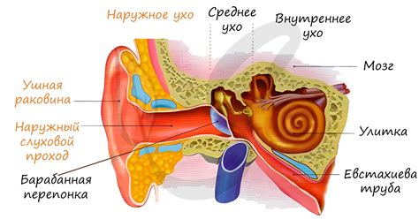 Роль уха в эрогенных зонах