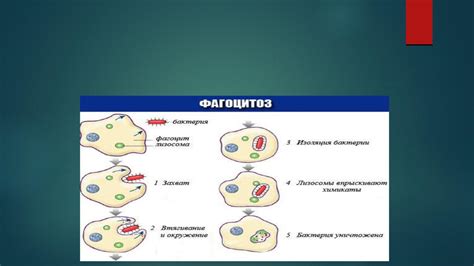 Роль фагоцитоза в организме