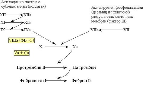 Роль фибрина в свертывающей системе