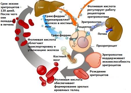 Роль фолиевой кислоты в процессе образования крови