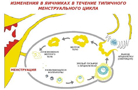 Роль фолликулов при УЗИ