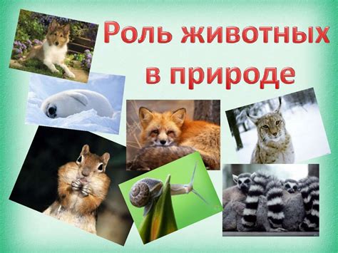 Роль хордовых животных в экосистеме