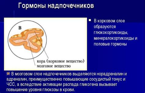 Роль хорионического гонадотропина (ХГЧ)