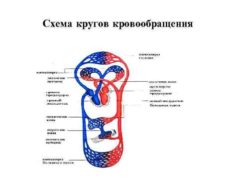 Роль хорошего кровообращения