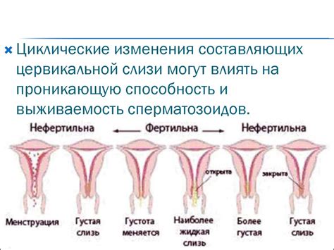 Роль цервикальной слизи в женском репродуктивном процессе