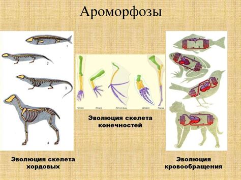 Роль эмбрионов хорошистов в эволюции видов