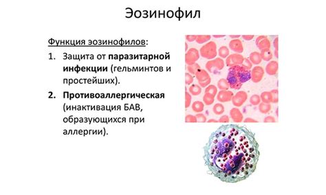 Роль эозинофилов в организме человека