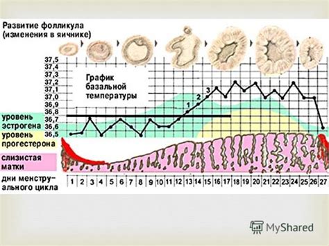 Роль эстрогенов в начале женского цикла