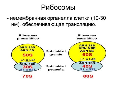 Роль 70s рибосом в жизненном цикле клетки