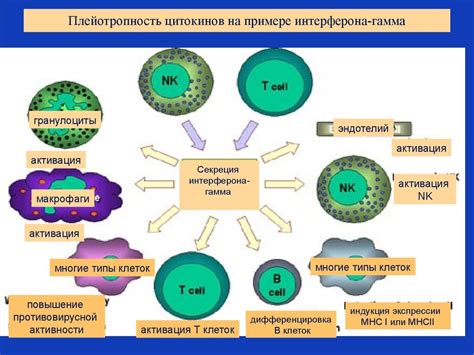 Роль IgG и IgM в иммунной системе организма