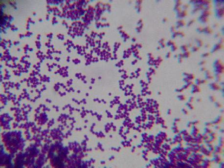 Роль Staphylococcus epidermidis в организме собаки