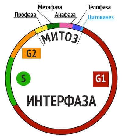 Роль p16ink4a в клеточном цикле: