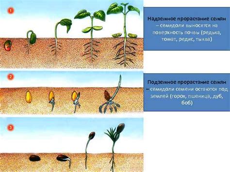 Рост и развитие вместе