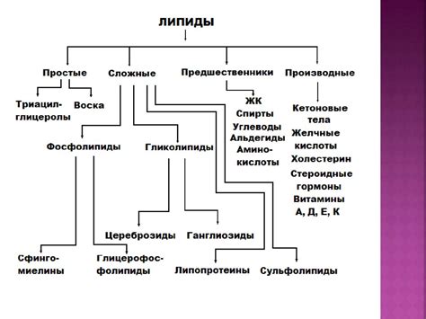 Рубец: структура и функция